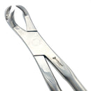 THREE ROOT FORCEPS ON SIDE, 19" (48CM)